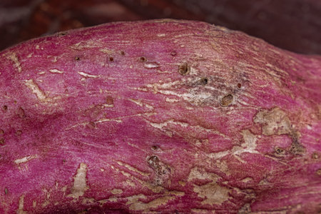 holes that are damage caused by drill insects in sweet potato with sweet-tasting tuberous roots used as a root vegetableの写真素材