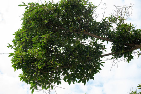 angiosperm fig tree of the genus ficus