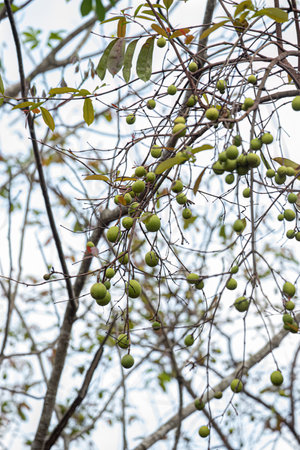 Tree with fruits called Mangaba of the species Hancornia speciosa with selective focus