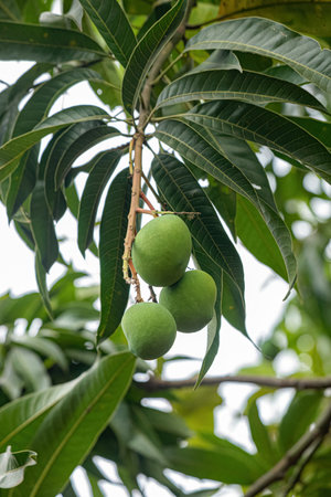 Mango tree of the species Mangifera indica with fruitsの写真素材