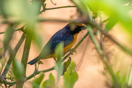 Male Violaceous Euphonia Bird of the genus Euphonia