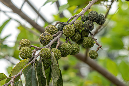 West Indian Elm Plant of the species Guazuma ulmifolia