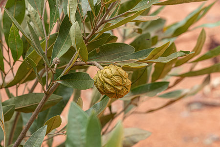 Small Wild Fruit of the species Duguetia furfuracea