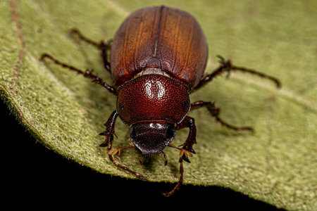 Adult June Beetle of the Subfamily Melolonthinae
