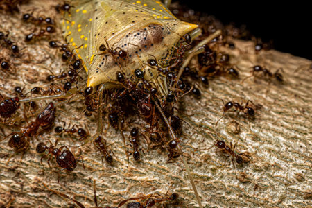 Adult Female Big-headed Ants of the Genus Pheidole preying on an adult White spotted Arvelius stink...