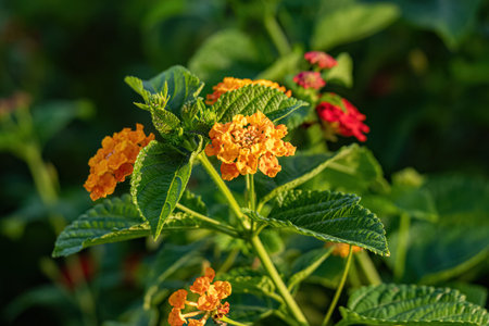 Orange Flower of Common Lantana of the species Lantana camara with selective focusの写真素材
