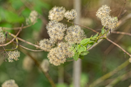 Angiorperm Plant Flowers of the Family Asteraceae