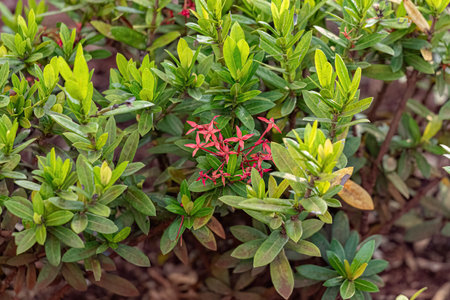 Red Jungle Flame Plant Flower of the species Ixora coccinea