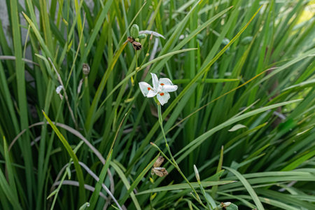 Small Fortnight Lily White Flower of the species Dietes iridioides