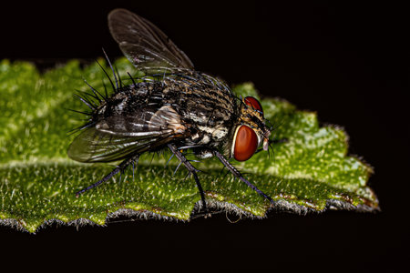 Adult Bristle Fly of the Family Tachinidae