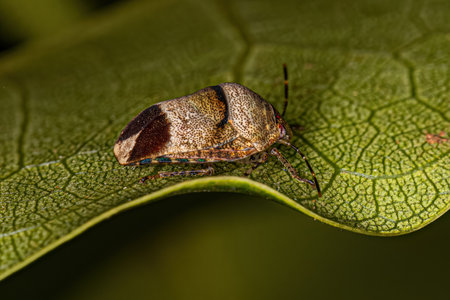 Adult Jewel Bug of the Family Scutelleridae