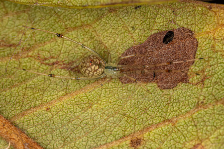 Small Mirror-ball Spider of the Genus Thwaitesia