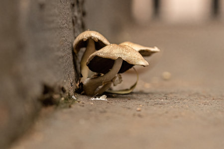 Scalycaps Fungi Mushroom of the Genus Pholiotaの写真素材