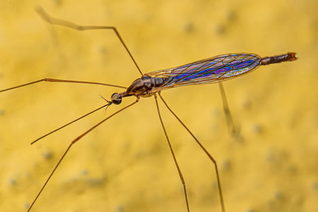 Adult Limoniid Crane Fly of the genus Toxorhinaの写真素材
