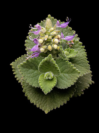 Indian Borage Flower of the species Coleus amboinicus under white flash lightの写真素材