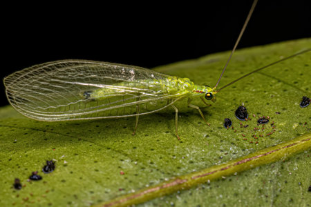 Adult Typical Green Lacewing of the Genus Ceraeochrysa