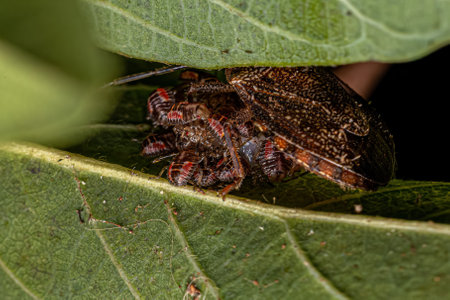 Adult Female Stink bug of the species Antiteuchus tripterus protecting eggs and nymphs