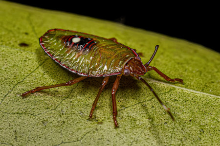 Stink Bug Nymph of the Subfamily Edessinae