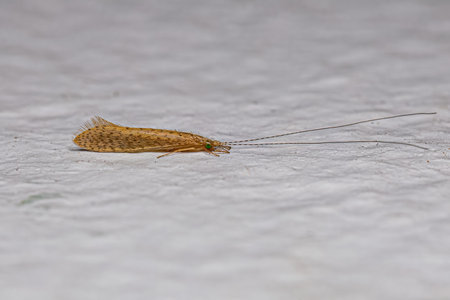 Adult Caddisfly Insect of the Genus Nectopsyche