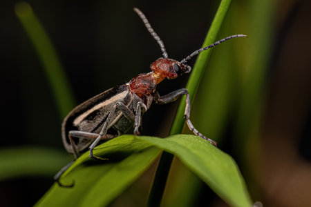Adult Burning Blister Beetle of the Genus Epicauta