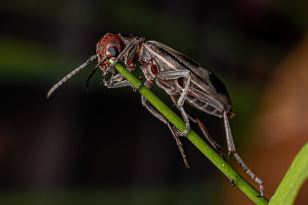 Adult Burning Blister Beetle of the Genus Epicauta