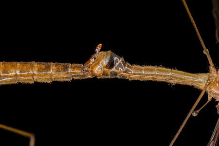 Adult Limoniid Crane Fly of the Family Tipulidae