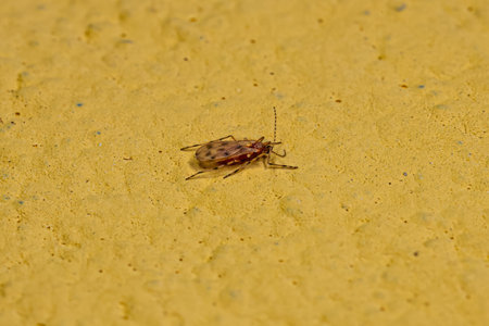 Adult Gall Midget of the family Cecidomyiidae