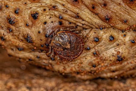 Adult Bont Tick of the species Amblyomma rotundatum