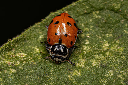 Adult Convergent Lady Beetle of the species Hippodamia convergens