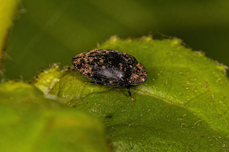 Adult Turtle Beetle of the genus Chelonarium