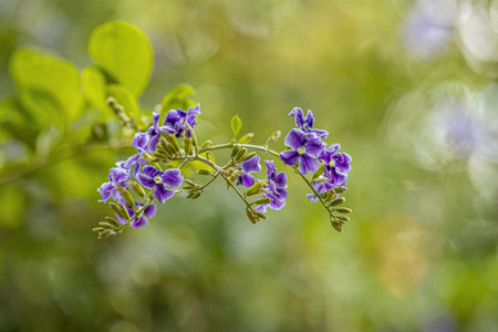 Skyflower Purple Flowers of the species Duranta erecta with selective focusの写真素材