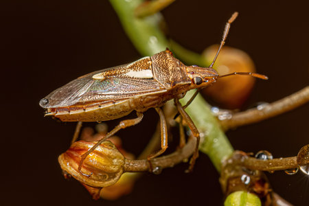 Adult Stink Bug of the Genus Oebalus