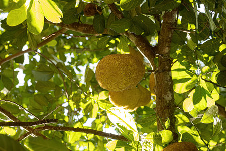 Cultivated Jackfruit Tree of the Species Artocarpus heterophyllus