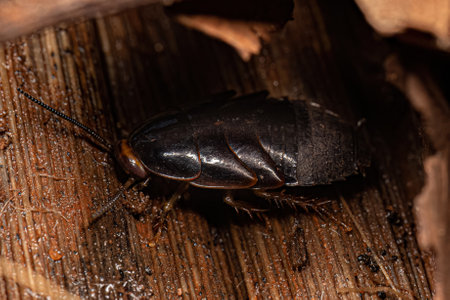 Giant Cockroach Nymph of the Family Blaberidae