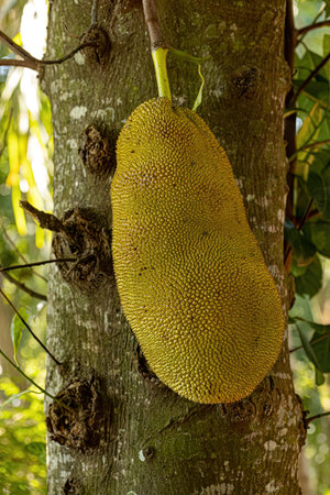 Cultivated Jackfruit Tree of the Species Artocarpus heterophyllus