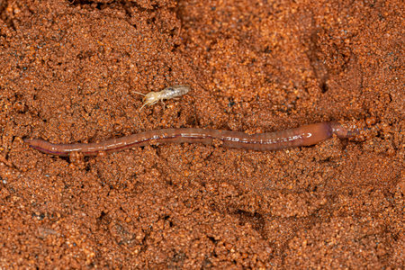 Small Earthworm Arthropod of the Subclass Oligochaeta