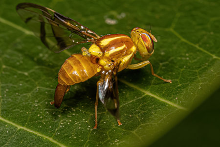 Adult Fruit Fly of the Genus Anastrephaの写真素材