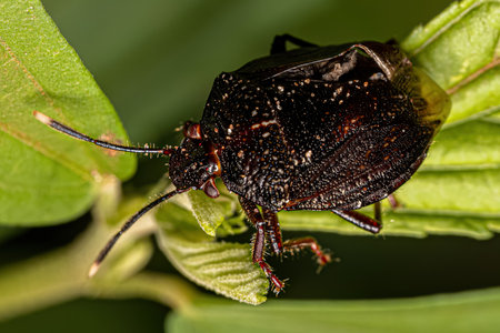 Adult Stink bug of the Genus Antiteuchus