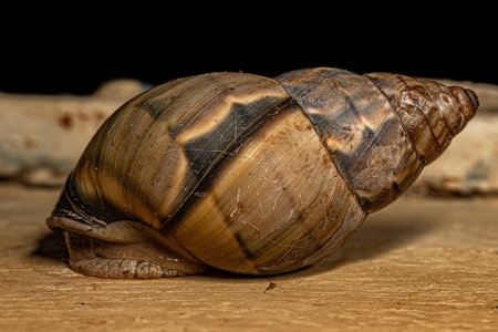 Common Land Snail of the Genus Corona