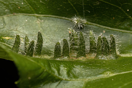 Small Green galls on a leaf of a dicotyledonous treeの写真素材