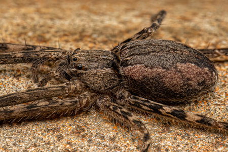 Adult Female Trechaleid Spider of the Genus Paradossenusの写真素材