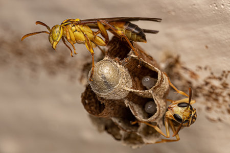 Adult Long-waisted Paper Wasp of the Genus Mischocyttarusの写真素材