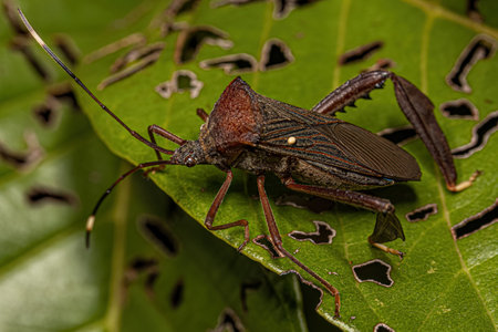 Adult Leaf-footed Bug of the Tribe Acanthocephalini with an attached egg of a parasitoid bristle fly...