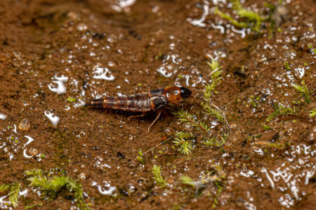 Small Rove Beetle of the Genus Atanygnathusの素材 [FY310195759270]