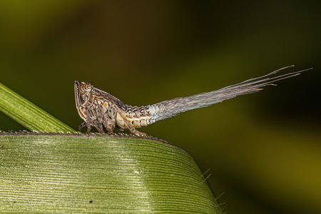 Adult Green Planthopper Insect of the Superfamily Fulgoroidea
