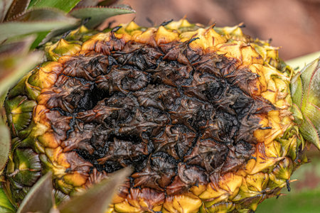 pineapple fruit not yet harvested rotting on the plant