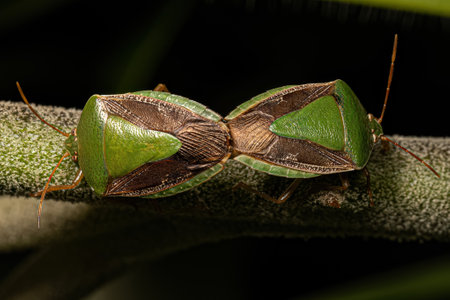 Stink Bug Nymph of the genus Edessa
