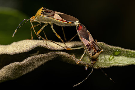 Adult Leaf-footed Bugs of the Species Hypselonotus fulvus coupling