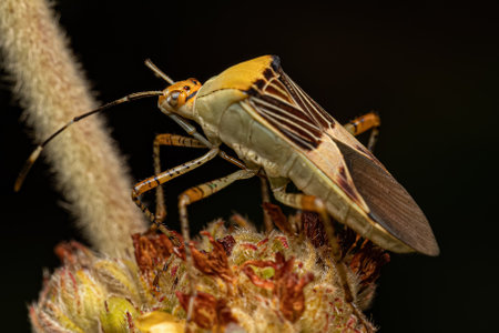 Adult Leaf-footed Bug of the Species Hypselonotus fulvus