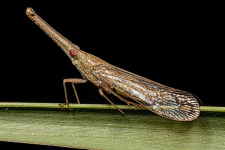 Adult Dictyopharid Planthopper Insect of the Family Dictyopharidae that looks like a gharial or...